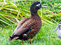 Laysan Duck x Mallard hybrid